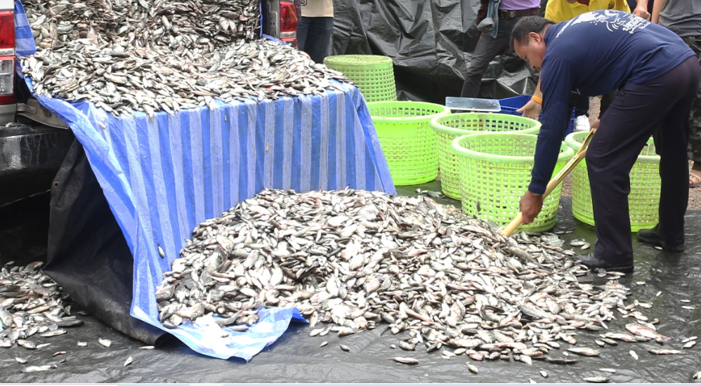 Petani Thailand Dibayar untuk Basmi Hama Ikan Nila